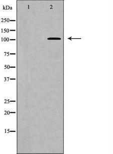 PPP1R12A / MYPT1 Antibody - Western blot analysis of MYPT1 (Phospho-Thr853) expression in NIH-3T3 cells extract. The lane on the left is treated with the antigen-specific peptide.