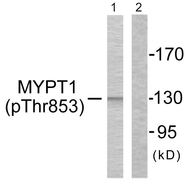 PPP1R12A / MYPT1 Antibody - Western blot analysis of extracts from NIH/3T3 cells, using MYPT1 (Phospho-Thr853) antibody.