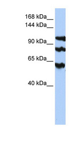PPP1R13B Antibody - PPP1R13B antibody Western blot of HepG2 cell lysate. This image was taken for the unconjugated form of this product. Other forms have not been tested.