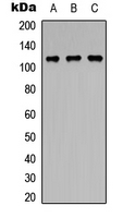 PPP1R13B Antibody - Western blot analysis of PPP1R13B expression in HEK293T (A); Raw264.7 (B); PC12 (C) whole cell lysates.