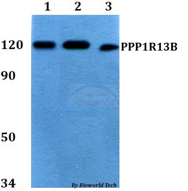 PPP1R13B Antibody - Western blot of PPP1R13B antibody at 1:500 dilution. Lane 1: HEK293T whole cell lysate. Lane 2: Raw264.7 whole cell lysate. Lane 3: H9C2 whole cell lysate.