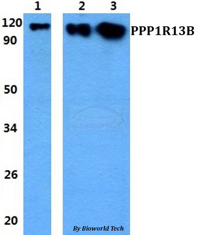 PPP1R13B Antibody - Western blot of PPP1R13B antibody at 1:500 dilution. Lane 1: HEK293T whole cell lysate. Lane 2: Raw264.7 whole cell lysate. Lane 3: PC12 whole cell lysate.