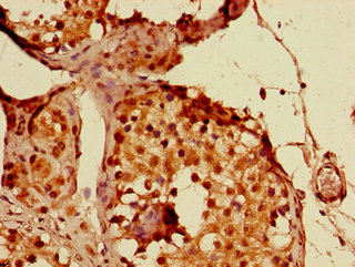 PPP1R13B Antibody - Immunohistochemistry of paraffin-embedded human testis tissue using PPP1R13B Antibody at dilution of 1:100
