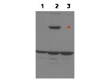 PPP1R13B Antibody - Anti-ASPP1 Antibody - Western Blot. Western blot of affinity purified anti-ASPP1 to detect over-expressed ASPP1 in MCF-7 cells (lane 2, arrowhead). Lane 1 is a non-transfected control. Lane 3 is MCF-7 cells over-expressing ASPP2. Cell extracts were electrophoresed and transferred to nitrocellulose. The membrane was probed with the primary antibody at a 1:1000 dilution. The identity of the lower MW band at approximately 50kD is unknown. Primary experimental data indicate that the unknown band intensifies in extracts from p53 siRNA knockdown cells. Personal Communication, H. Yang, Univ. Oklahoma, Oklahoma City, OK.