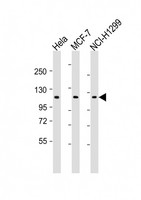 PPP1R13L / iASPP Antibody - All lanes: Anti-PPP1R13L Antibody (Center) at 1:2000 dilution. Lane 1: HeLa whole cell lysates. Lane 2: MCF-7 whole cell lysates. Lane 3: NCI-H1299 whole cell lysates Lysates/proteins at 20 ug per lane. Secondary Goat Anti-Rabbit IgG, (H+L), Peroxidase conjugated at 1:10000 dilution. Predicted band size: 89 kDa. Blocking/Dilution buffer: 5% NFDM/TBST.