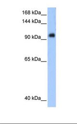 PPP1R13L / iASPP Antibody - Transfected 293T cell lysate. Antibody concentration: 0.25 ug/ml. Gel concentration: 12%.  This image was taken for the unconjugated form of this product. Other forms have not been tested.