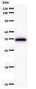 PPP1R13L / iASPP Antibody - Western blot of immunized recombinant protein using PPP1R13L antibody.