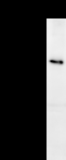 PPP1R13L / iASPP Antibody - Detection of human PPP1R13L by Western blot. Samples: Whole cell lysate (25 ug) from HeLa cells. Predicted molecular weight: 89 kDa