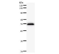PPP1R13L / iASPP Antibody - Western blot analysis of immunized recombinant protein, using anti-PPP1R13L monoclonal antibody.