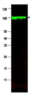 PPP1R13L / iASPP Antibody - Western blot using the affinity purified anti-iASPP antibody shows detection of a band at ~100 kDa (arrowhead) corresponding to isoform 1 of iASPP in MCF7 whole cell lysates. Preincubation with immunizing peptide blocks specific band staining (data not shown). Approximately 35 ug of lysate was separated by 4-20% Tris Glycine SDS-PAGE. After blocking, the membrane was probed with the primary antibody diluted to 1:1,500 in 5% BLOTTO/PBS overnight at 4°C. The membrane was washed and reacted with a 1:10,000 dilution of conjugated Gt-a-Rabbit IgG [H&L] for 45 min at room temperature (800 nm channel, green). Molecular weight estimation was made by comparison to prestained MW markers. Fluorescence image was captured using the Odyssey Infrared Imaging System developed by LI-COR.  Other detection systems will yield similar results.