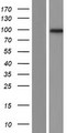 PPP1R13L / iASPP Protein - Western validation with an anti-DDK antibody * L: Control HEK293 lysate R: Over-expression lysate