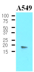 PPP1R14A / CPI-17 Antibody - The Cell lysates of A549 (30 ug) were resolved by SDS-PAGE, transferred to NC membrane and probed with anti-human PPP1R14A (1:500). Proteins were visualized using a goat anti-mouse secondary antibody conjugated to HRP and an ECL detection system.
