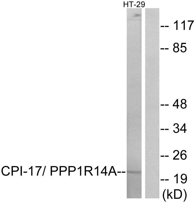 PPP1R14A / CPI-17 Antibody - Western blot analysis of lysates from HT-29 cells, using CPI17 alpha Antibody. The lane on the right is blocked with the synthesized peptide.