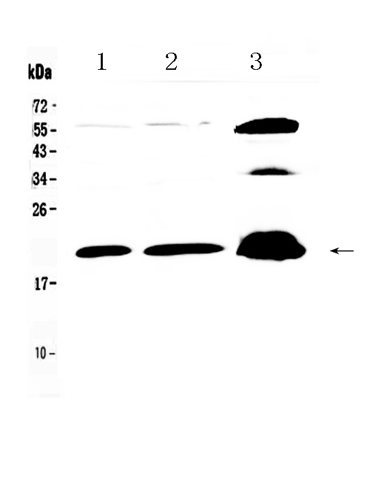 PPP1R14A / CPI-17 Antibody - Western blot - Anti-CPI17 alpha Picoband Antibody