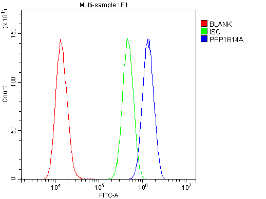 PPP1R14A / CPI-17 Antibody - Flow Cytometry analysis of U20S cells using anti-CPI17 alpha antibody. Overlay histogram showing U20S cells stained with anti-CPI17 alpha antibody (Blue line). The cells were blocked with 10% normal goat serum. And then incubated with rabbit anti-CPI17 alpha Antibody (1µg/10E6 cells) for 30 min at 20°C. DyLight®488 conjugated goat anti-rabbit IgG (5-10µg/10E6 cells) was used as secondary antibody for 30 minutes at 20°C. Isotype control antibody (Green line) was rabbit IgG (1µg/10E6 cells) used under the same conditions. Unlabelled sample (Red line) was also used as a control.
