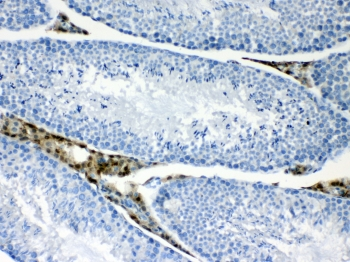 PPP1R14A / CPI-17 Antibody - IHC testing of FFPE mouse testis tissue with CPI-17 antibody at 1ug/ml. Required HIER: steam section in pH6 citrate buffer for 20 min and allow to cool prior to testing.