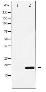 PPP1R14A / CPI-17 Antibody - Western blot of CPI17 alpha phosphorylation expression in RAW264.7 whole cell lysates,The lane on the left is treated with the antigen-specific peptide.
