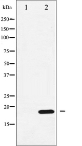 PPP1R14A / CPI-17 Antibody - Western blot analysis of CPI17 alpha phosphorylation expression in RAW264.7 whole cells lysates. The lane on the left is treated with the antigen-specific peptide.