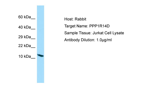 PPP1R14D / CPI17-Like Antibody -  This image was taken for the unconjugated form of this product. Other forms have not been tested.