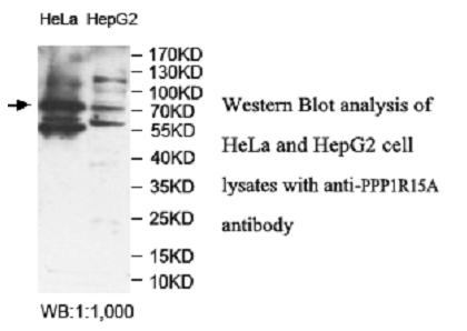 PPP1R15A / GADD34 Antibody - Western blot of PPP1R15A / GADD34 antibody