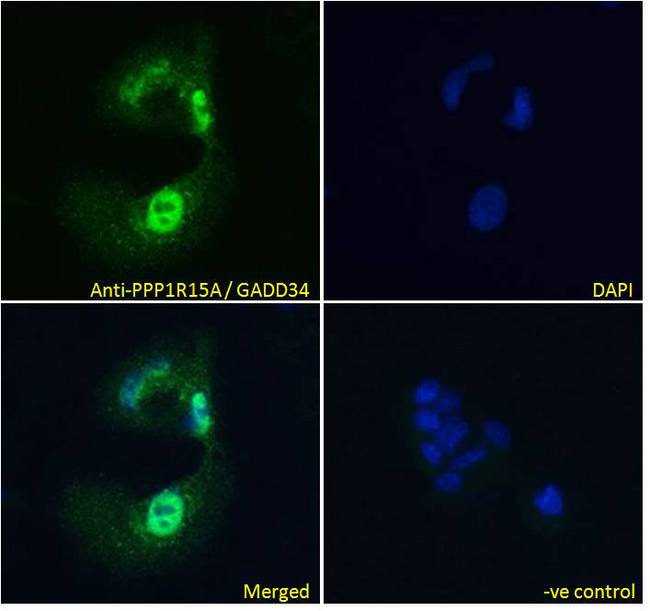 PPP1R15A / GADD34 Antibody - PPP1R15A / GADD34 antibody immunofluorescence analysis of paraformaldehyde fixed HepG2 cells, permeabilized with 0.15% Triton. Primary incubation 1hr (10ug/ml) followed by Alexa Fluor 488 secondary antibody (4ug/ml), showing strong nuclear and some cytoplasmic staining. The nuclear stain is DAPI (blue). Negative control: Unimmunized goat IgG (10ug/ml) followed by Alexa Fluor 488 secondary antibody (2ug/ml).