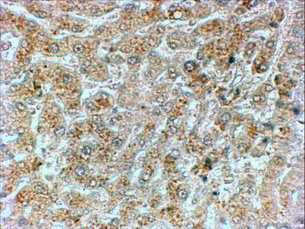 PPP1R15A / GADD34 Antibody - PPP1R15A / GADD34 antibody (2µg/ml) staining of paraffin embedded Human Liver. Steamed antigen retrieval with citrate buffer pH 6, HRP-staining.