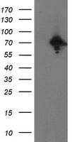 PPP1R15A / GADD34 Antibody - HEK293T cells were transfected with the pCMV6-ENTRY control (Left lane) or pCMV6-ENTRY PPP1R15A (Right lane) cDNA for 48 hrs and lysed. Equivalent amounts of cell lysates (5 ug per lane) were separated by SDS-PAGE and immunoblotted with anti-PPP1R15A.