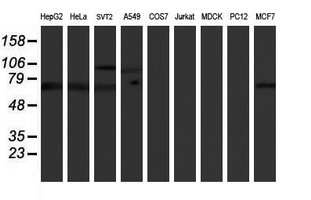 PPP1R15A / GADD34 Antibody - Western blot of extracts (35ug) from 9 different cell lines by using anti-PPP1R15A monoclonal antibody (HepG2: human; HeLa: human; SVT2: mouse; A549: human; COS7: monkey; Jurkat: human; MDCK: canine; PC12: rat; MCF7: human).