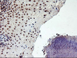 PPP1R15A / GADD34 Antibody - IHC of paraffin-embedded Human tonsil using anti-PPP1R15A mouse monoclonal antibody.