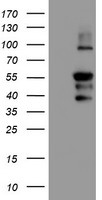 PPP1R15A / GADD34 Antibody - HEK293T cells were transfected with the pCMV6-ENTRY control (Left lane) or pCMV6-ENTRY PPP1R15A (Right lane) cDNA for 48 hrs and lysed. Equivalent amounts of cell lysates (5 ug per lane) were separated by SDS-PAGE and immunoblotted with anti-PPP1R15A.
