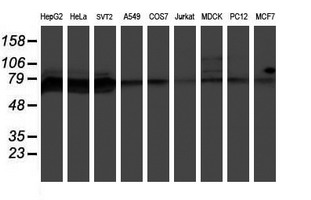 PPP1R15A / GADD34 Antibody - Western blot of extracts (35 ug) from 9 different cell lines by using anti-PPP1R15A monoclonal antibody (HepG2: human; HeLa: human; SVT2: mouse; A549: human; COS7: monkey; Jurkat: human; MDCK: canine; PC12: rat; MCF7: human).