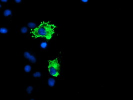 PPP1R15A / GADD34 Antibody - Anti-PPP1R15A mouse monoclonal antibody immunofluorescent staining of COS7 cells transiently transfected by pCMV6-ENTRY PPP1R15A.