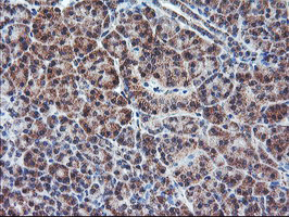 PPP1R15A / GADD34 Antibody - IHC of paraffin-embedded Human pancreas tissue using anti-PPP1R15A mouse monoclonal antibody.