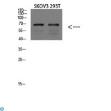 PPP1R15A / GADD34 Antibody - Western blot analysis of SKOV3 and 293T lysate, antibody was diluted at 1000. Secondary antibody was diluted at 1:20000.