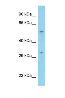 PPP1R16B Antibody - PPP1R16B antibody Western blot of Fetal Heart lysate. Antibody concentration 1 ug/ml.  This image was taken for the unconjugated form of this product. Other forms have not been tested.