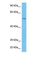 PPP1R16B Antibody - Western blot of PP16B Antibody with human 721_B Whole Cell lysate.  This image was taken for the unconjugated form of this product. Other forms have not been tested.