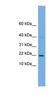PPP1R17 / C7orf16 Antibody - C7orf16 antibody Western blot of THP-1 cell lysate. This image was taken for the unconjugated form of this product. Other forms have not been tested.