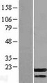 PPP1R17 / C7orf16 Protein - Western validation with an anti-DDK antibody * L: Control HEK293 lysate R: Over-expression lysate