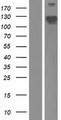 PPP1R18 Protein - Western validation with an anti-DDK antibody * L: Control HEK293 lysate R: Over-expression lysate