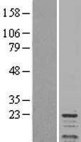 PPP1R1A / IPP1 Protein - Western validation with an anti-DDK antibody * L: Control HEK293 lysate R: Over-expression lysate