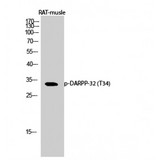 PPP1R1B / DARPP-32 Antibody - Western blot of Phospho-DARPP-32 (T34) antibody