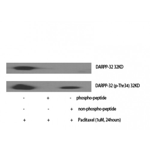 PPP1R1B / DARPP-32 Antibody - Western blot of Phospho-DARPP-32 (T34) antibody