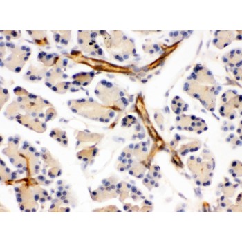 PPP1R1B / DARPP-32 Antibody - DARPP32 was detected in paraffin-embedded sections of mouse pancreas tissues using rabbit anti- DARPP32 Antigen Affinity purified polyclonal antibody at 1 ug/mL. The immunohistochemical section was developed using SABC method.
