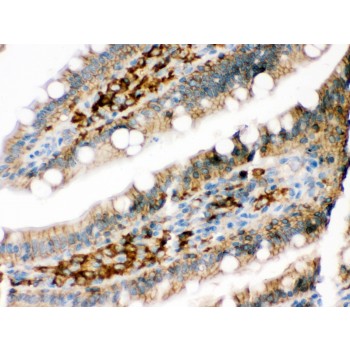 PPP1R1B / DARPP-32 Antibody - DARPP32 was detected in paraffin-embedded sections of rat intestine tissues using rabbit anti- DARPP32 Antigen Affinity purified polyclonal antibody at 1 ug/mL. The immunohistochemical section was developed using SABC method.