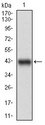 PPP1R1B / DARPP-32 Antibody - Western blot using PPP1R1B monoclonal antibody against human PPP1R1B (AA: 95-204) recombinant protein. (Expected MW is 38.3 kDa)