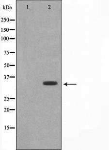 PPP1R1B / DARPP-32 Antibody - Western blot analysis of DARPP-32 expression in EGF treated 293 whole cells lysates. The lane on the left is treated with the antigen-specific peptide.