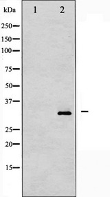 PPP1R1B / DARPP-32 Antibody - Western blot analysis of DARPP-32 phosphorylation expression in PMA treated NIH-3T3 whole cells lysates. The lane on the left is treated with the antigen-specific peptide.