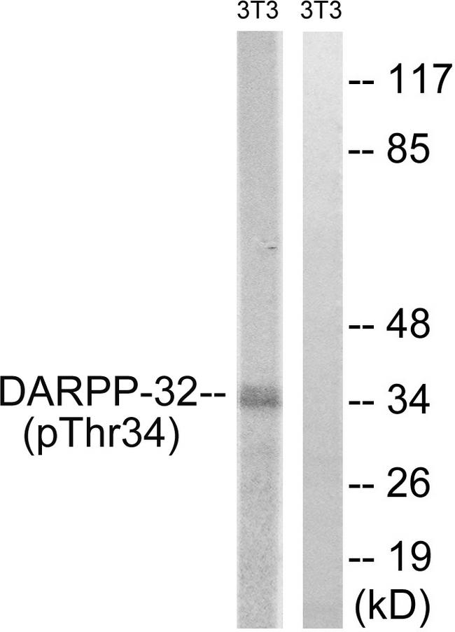 PPP1R1B / DARPP-32 Antibody - Western blot analysis of extracts from 3T3 cells, treated with PMA (125ng/ml, 30mins), using DARPP-32 (Phospho-Thr34) antibody.
