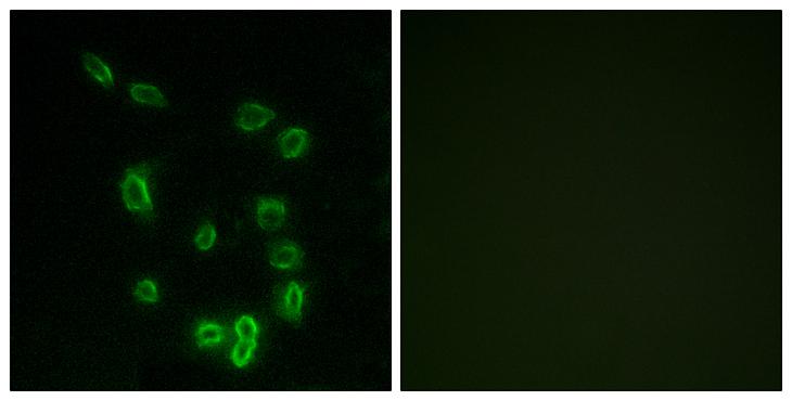 PPP1R1B / DARPP-32 Antibody - P-peptide - + Immunofluorescence analysis of HepG2 cells, using DARPP-32 (Phospho-Thr34) antibody.