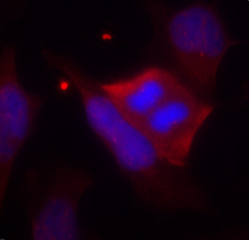 PPP1R1B / DARPP-32 Antibody - Immunofluorescence staining of methanol-fixed Hela cells.